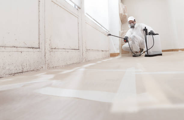 Black mold remediation team in Zuni
